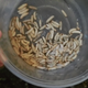 Illustration for article titled I ate fried caterpillars—and so can you